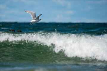 Fototapeta na wymiar Sea birds on the coast. Terns and gulls on the Baltic beach sit