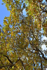 golden autumn in Pushkin places