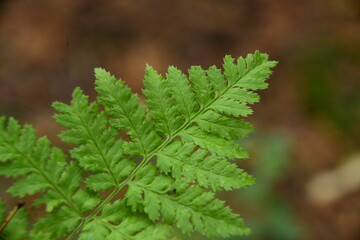 Close up of green ferns in a autumn forest