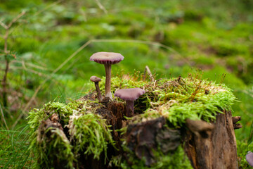 Setas lila del bosque mas conocida como Laccaria amethystina