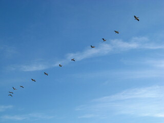 sky lake migratory birds school of birds summer day