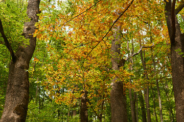 deciduous forest with old trees in early autumn