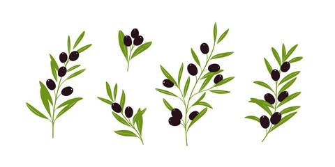 Set of olive branch. Flat vector illustration.