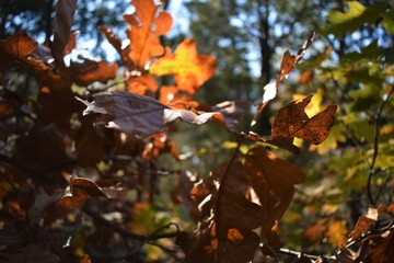 autumn leaves in the sun