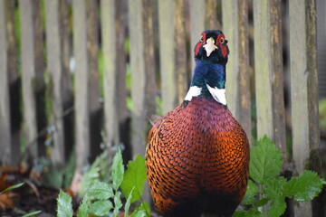 Male pheasant is a colourful game bird with brown body plumage blue-green sheen on the head red wattle long orange barred tail. It is not native to UK but is widespread in farmland and wooded habitats