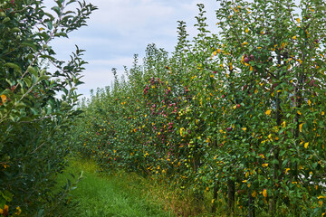 Fototapeta na wymiar rows of young fruit trees on an apple orchards