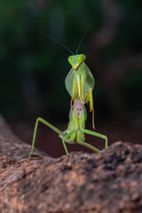 Green mantis on tree branch	
