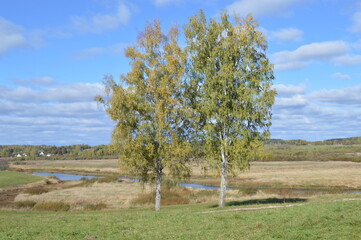 Fototapeta premium golden autumn in Pushkin places