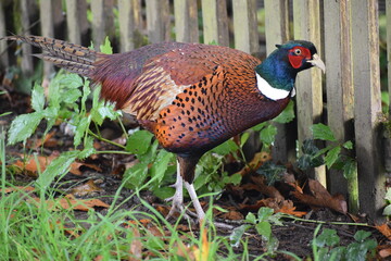 Male pheasant is colourful and unmistakable game bird It has brown body plumage blue-green sheen on the head a large and striking red wattle and a long orange barred tail Some birds sport white collar