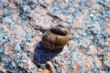 snail on stone