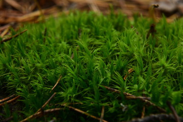 Moss on the surface of old tree in the autumn forest