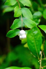 close up a snow berry bush 