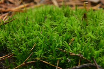 Moss on the surface of old tree in the autumn forest