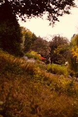 autumn in the forest