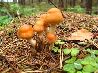 Mushrooms forest boletus honey agarics needles nature summer