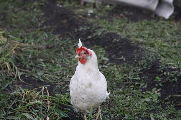 range chicken