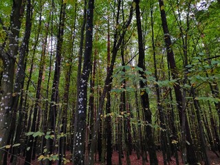Fototapeta premium trees in the forest
