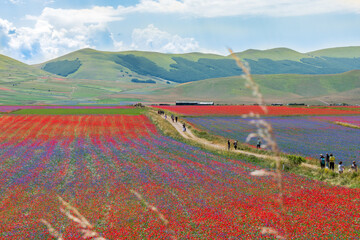 Passeggiando tra i fiori