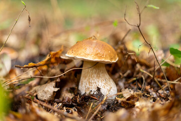 boletus alone in forest