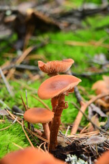 Poisonous mushrooms growing in a coniferous forest. Colorful toadstools in the grass. Autumn season.