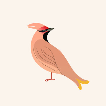 recommend clip art: Waxwing. Flat illustration of bird. Vector illustration for prints, clothing, packaging, stickers.