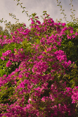 Obraz na płótnie Canvas Pink bougainvillea flower (climbing plant) wall, green leaves, and cloudy sky at Park Güell, Barcelona, Spain