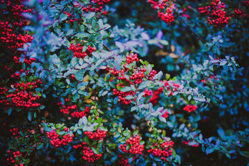 Fototapeta na wymiar Winter Berries