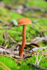 Poisonous mushrooms growing in a coniferous forest. Colorful toadstools in the grass. Autumn season.