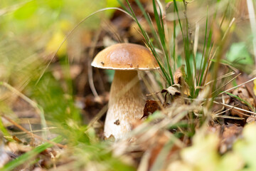 boletus and green grass