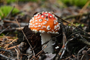 Mushroom red fly-agaric in the autumn forest macro