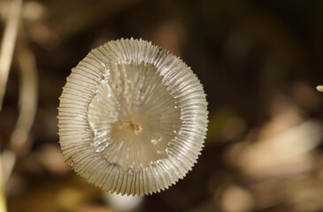 Close-up of cap's young mushroom in natural sunshine