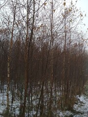 Autumn forest in the snow