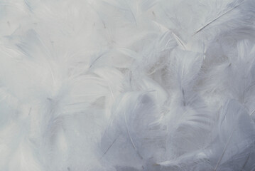 White  soft feathers background.