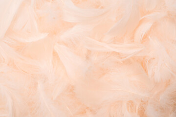 Fototapeta premium Colorful feather background, top view.