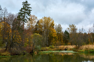 Obraz premium Russian autumn landscape with bright autumn trees reflecting in the water, a formidable darkened sky