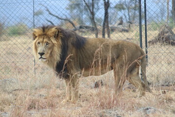 Photo taken in Lion and Safaripark, Broederstroom, South Africa.