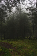 dark forest with a lot of fog