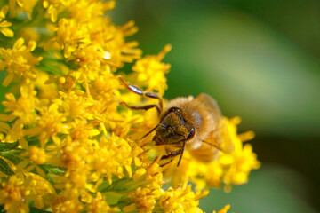Macro of honeybee pollinating goldenrod