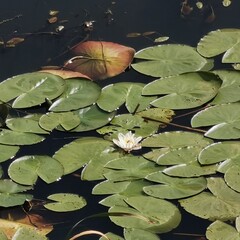 water lily in the pond