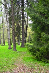 Fototapeta na wymiar warm green spring day in Peterhof