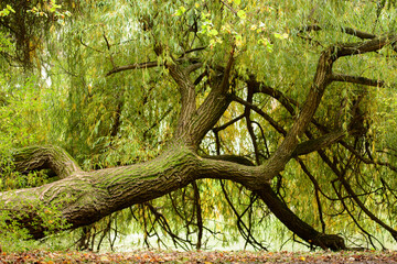 Mystischer Baum im Schlosswpark Laxenburg