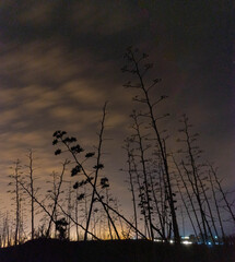 Fototapeta premium siluetas de pitas en la noche estrellada. arboles tipicos mexicanos