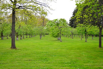warm green spring day in Peterhof