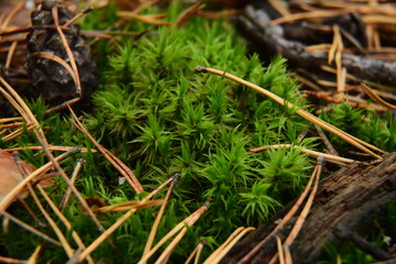Moss on the surface of old tree in the autumn forest