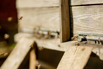 A close-up view of the working bees bringing flower pollen to the hive on its paws. Honey is a...