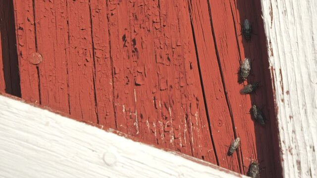The bluebottle fly on the wall of the wooden house that is also called the meat fly