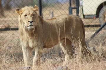 Photo taken in Lion and Safaripark, Broederstroom, South Africa.