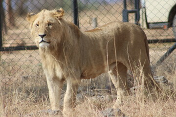 Photo taken in Lion and Safaripark, Broederstroom, South Africa.