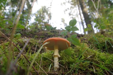 Fliegenpilz in Unteransicht