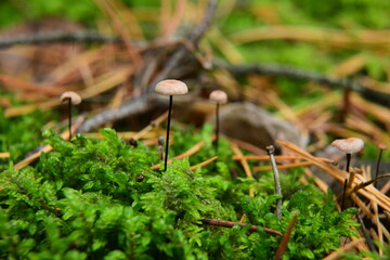 Poisonous mushroom (fungus, toadstools) in surroundings moss in the autumn forest